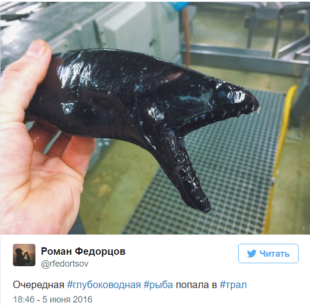 A Murmansk sailor posts photos of the strangest fish caught by his trawler. - Fisherman, Twitter, Social networks, A fish, Water, Longpost, Fishermen