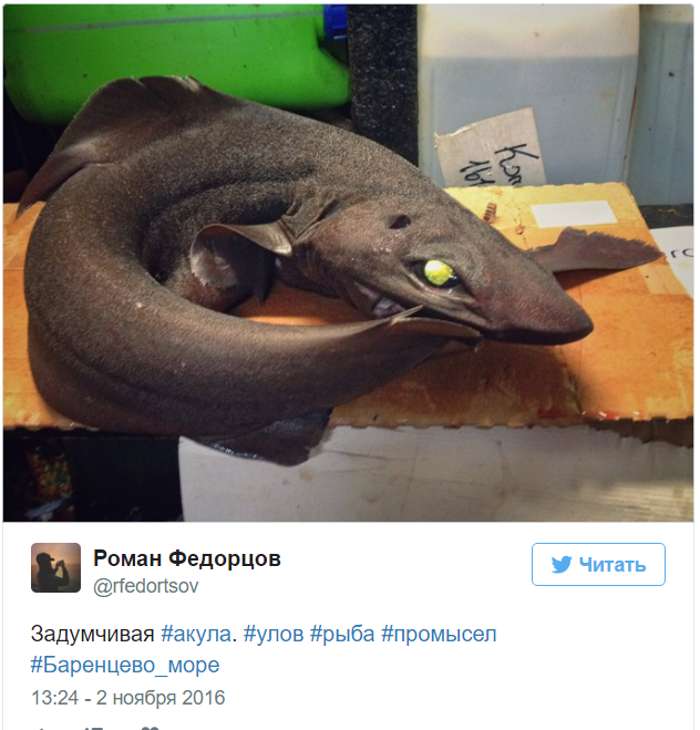 A Murmansk sailor posts photos of the strangest fish caught by his trawler. - Fisherman, Twitter, Social networks, A fish, Water, Longpost, Fishermen