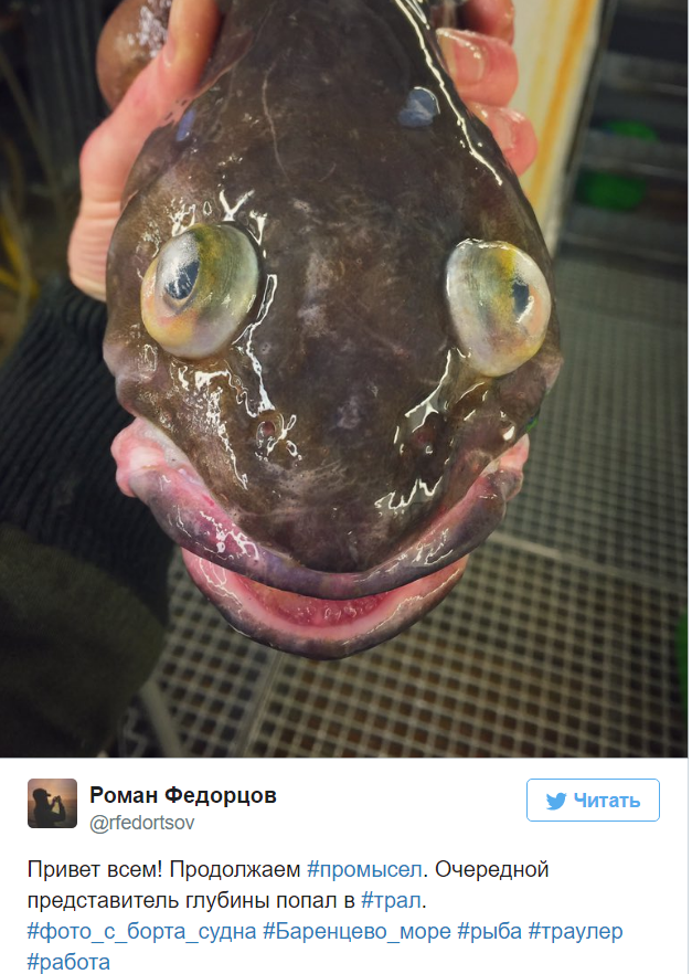 A Murmansk sailor posts photos of the strangest fish caught by his trawler. - Fisherman, Twitter, Social networks, A fish, Water, Longpost, Fishermen