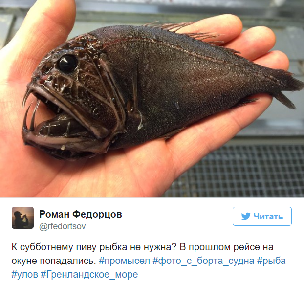 A Murmansk sailor posts photos of the strangest fish caught by his trawler. - Fisherman, Twitter, Social networks, A fish, Water, Longpost, Fishermen