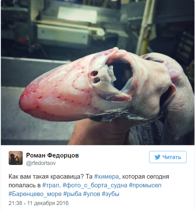 A Murmansk sailor posts photos of the strangest fish caught by his trawler. - Fisherman, Twitter, Social networks, A fish, Water, Longpost, Fishermen