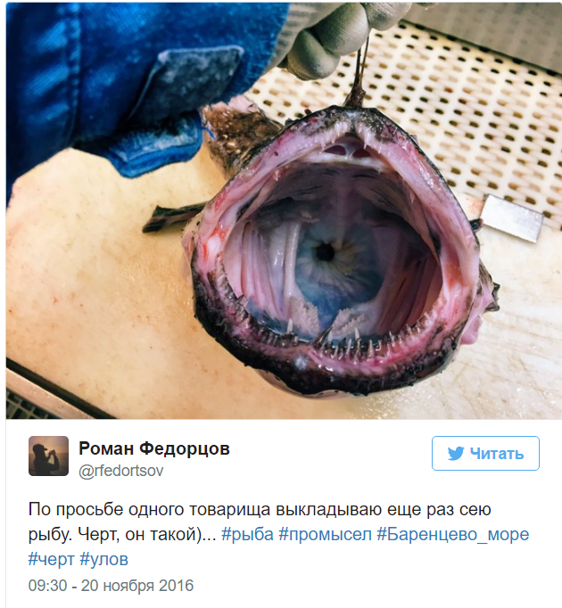 A Murmansk sailor posts photos of the strangest fish caught by his trawler. - Fisherman, Twitter, Social networks, A fish, Water, Longpost, Fishermen