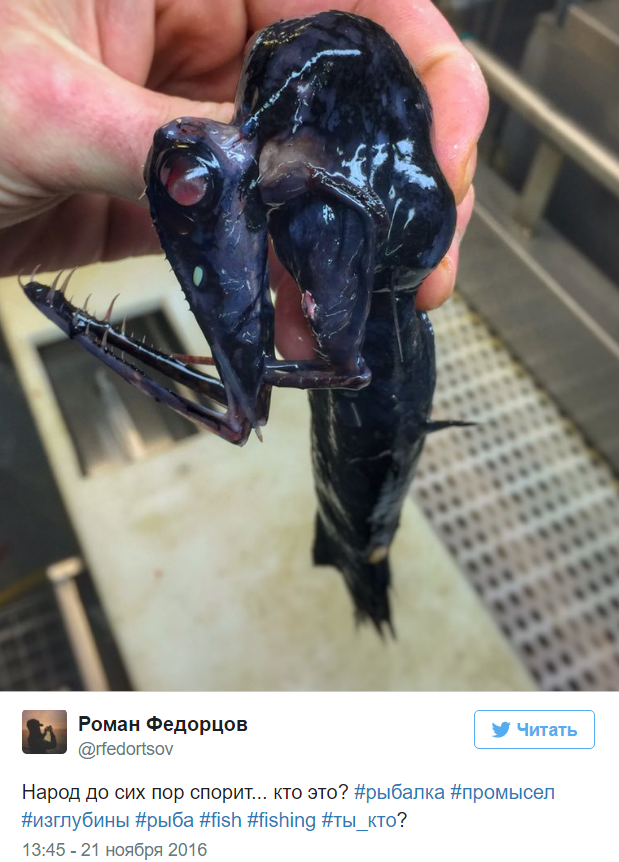 A Murmansk sailor posts photos of the strangest fish caught by his trawler. - Fisherman, Twitter, Social networks, A fish, Water, Longpost, Fishermen