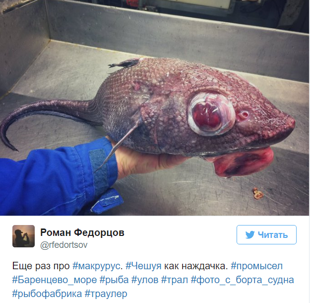 A Murmansk sailor posts photos of the strangest fish caught by his trawler. - Fisherman, Twitter, Social networks, A fish, Water, Longpost, Fishermen