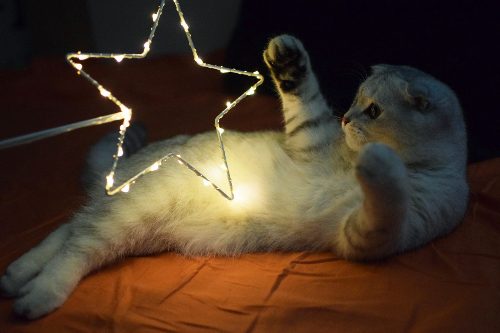 Kitty and Christmas star - cat, New Year, Stars, Scottish lop-eared, , Star