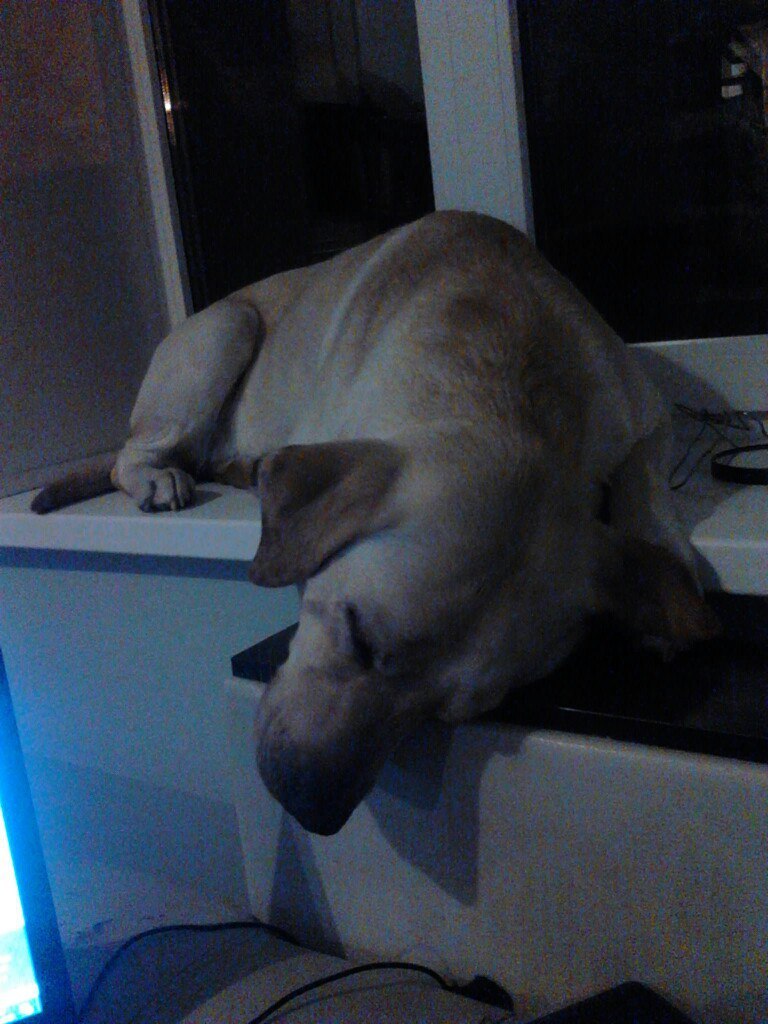 When your dog is a little cat. - My, Labrador, Kotopes, Garrosh, Destroyer, Sonya, Honey badger, Longpost, Dog