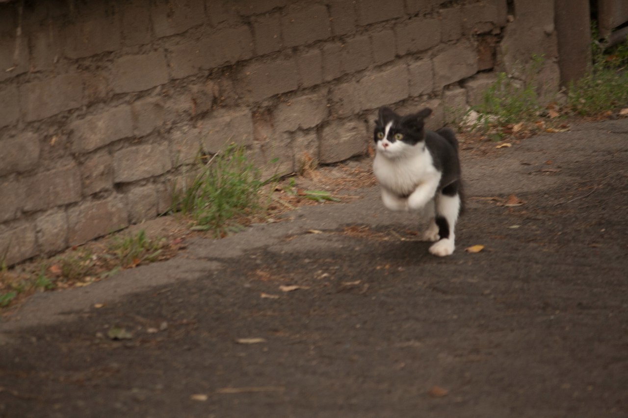 Назвали кота Сталин, а он оказался рептилоид. - Моё, Кот, Сталин, Рептилоиды, Наркомания