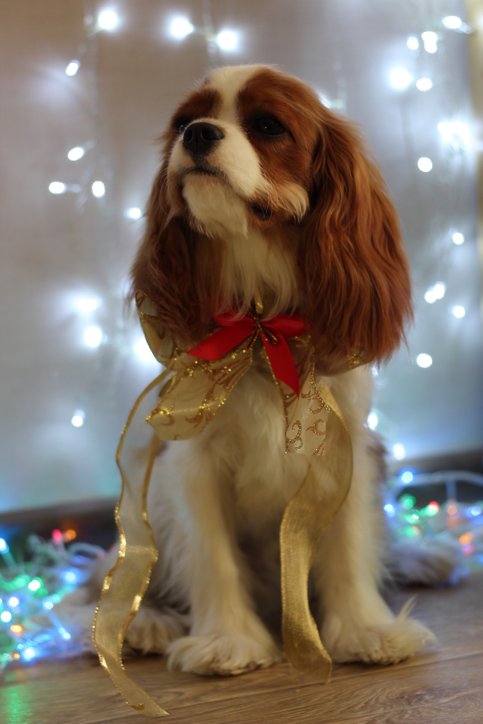 Upcoming holidays! - My, Dog, Beaux, New Year, Garland, Photo, Longpost