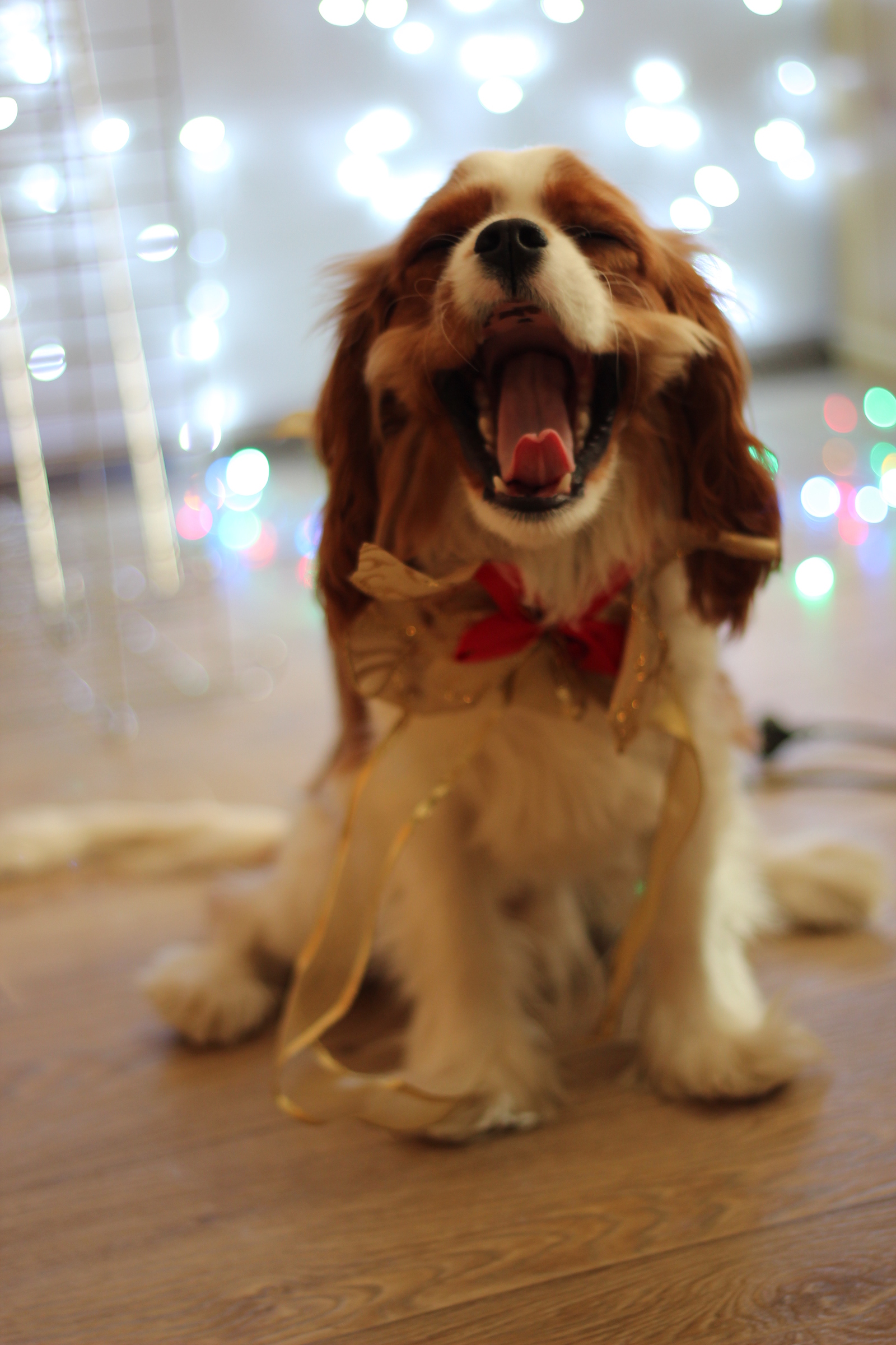 Upcoming holidays! - My, Dog, Beaux, New Year, Garland, Photo, Longpost