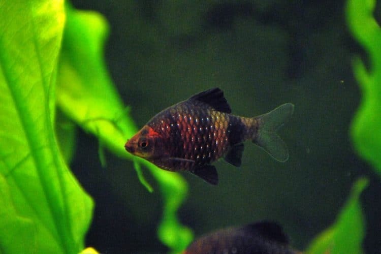 Barbs. Kinds. Part 1 - Aquarium, Aquarium fish, Video, Barbs, Scalariki, Longpost