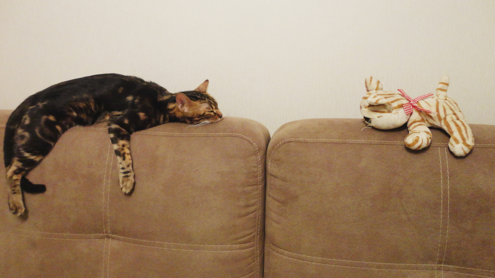 Chilit - My, cat, Bengal cat, Dream