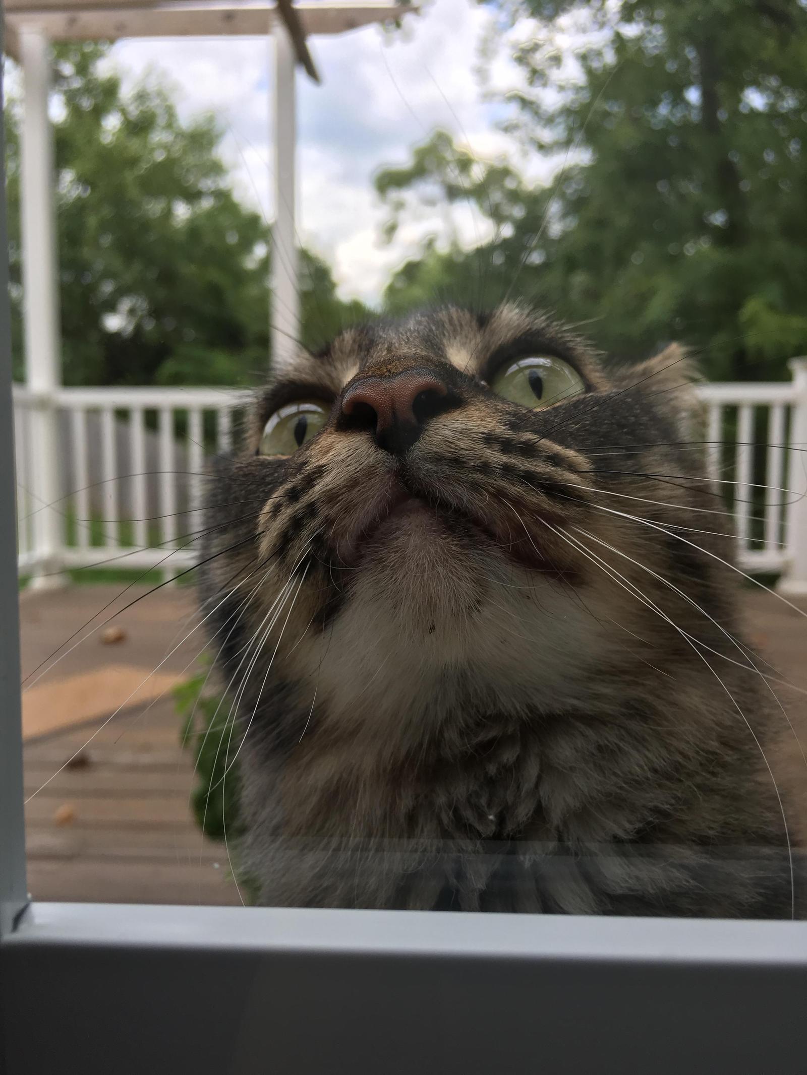 Accidentally locked the cat on the veranda. The whole gamut of emotions. - Longpost, cat, Photo, Emotions