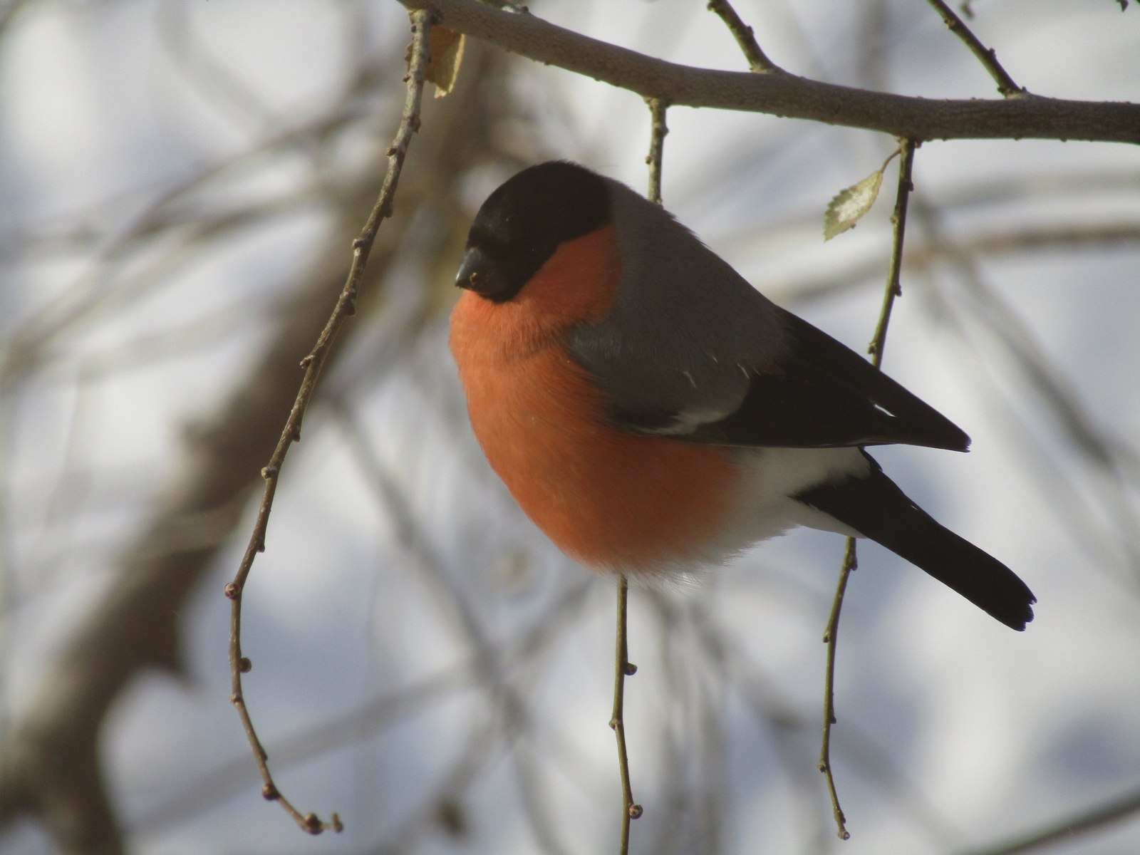 winter birds - My, Photo, Canon, The photo, Winter, Birds, Bullfinches, Tit, Longpost