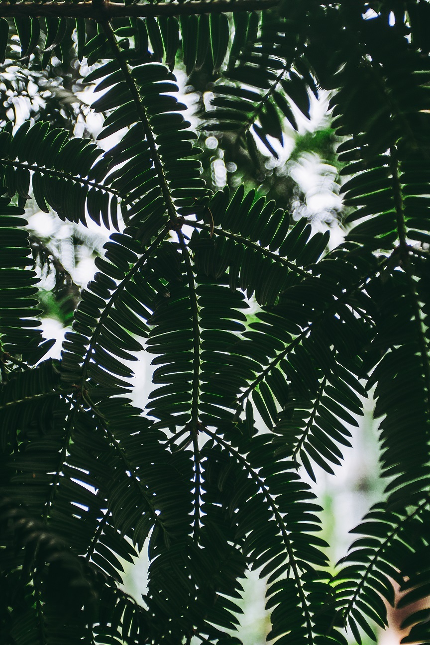 wonderful twigs - My, Plants, Botanical Garden, Botany, Summer, Canon, My, Photo, Subtropics