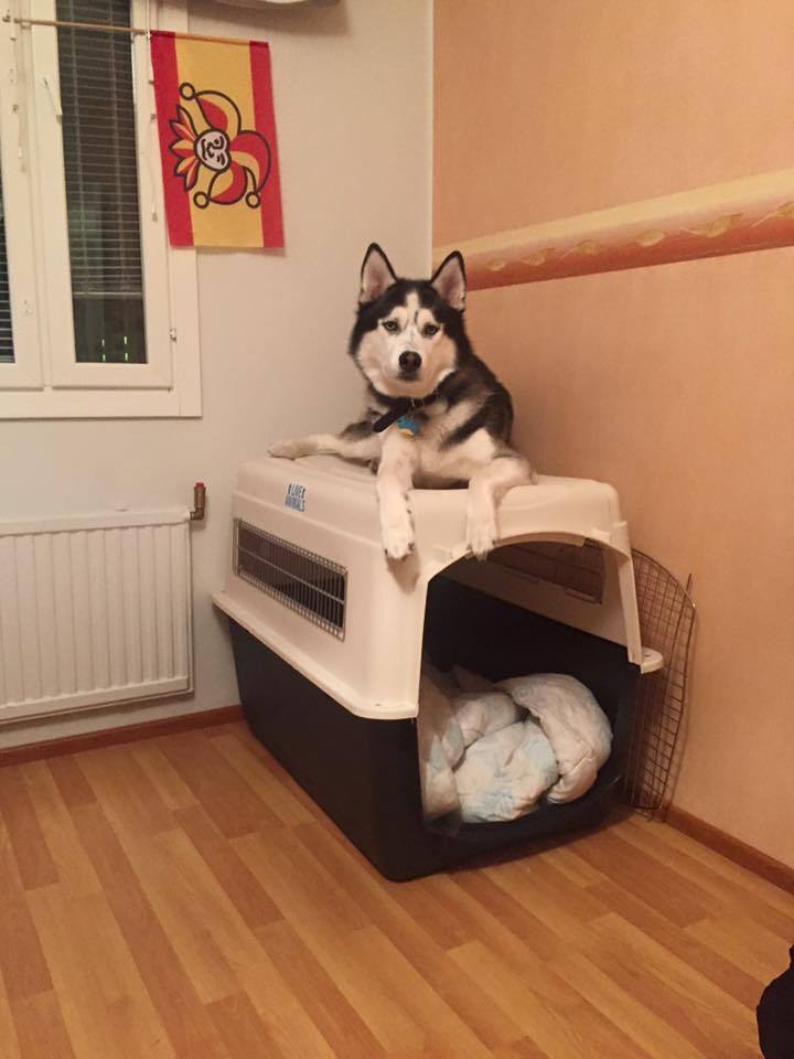 Not limited by rules - Photo, Milota, Dog, Husky, Rules