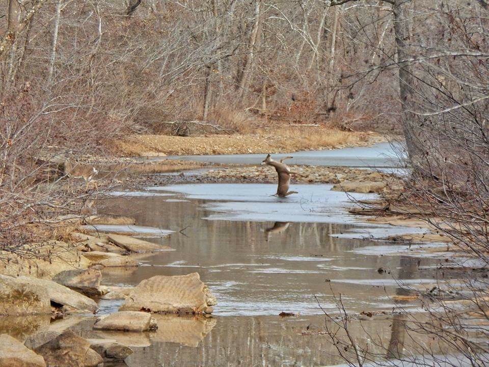 A deer slipped on an ice floe - Deer, River, Ice, Slipped, Deer