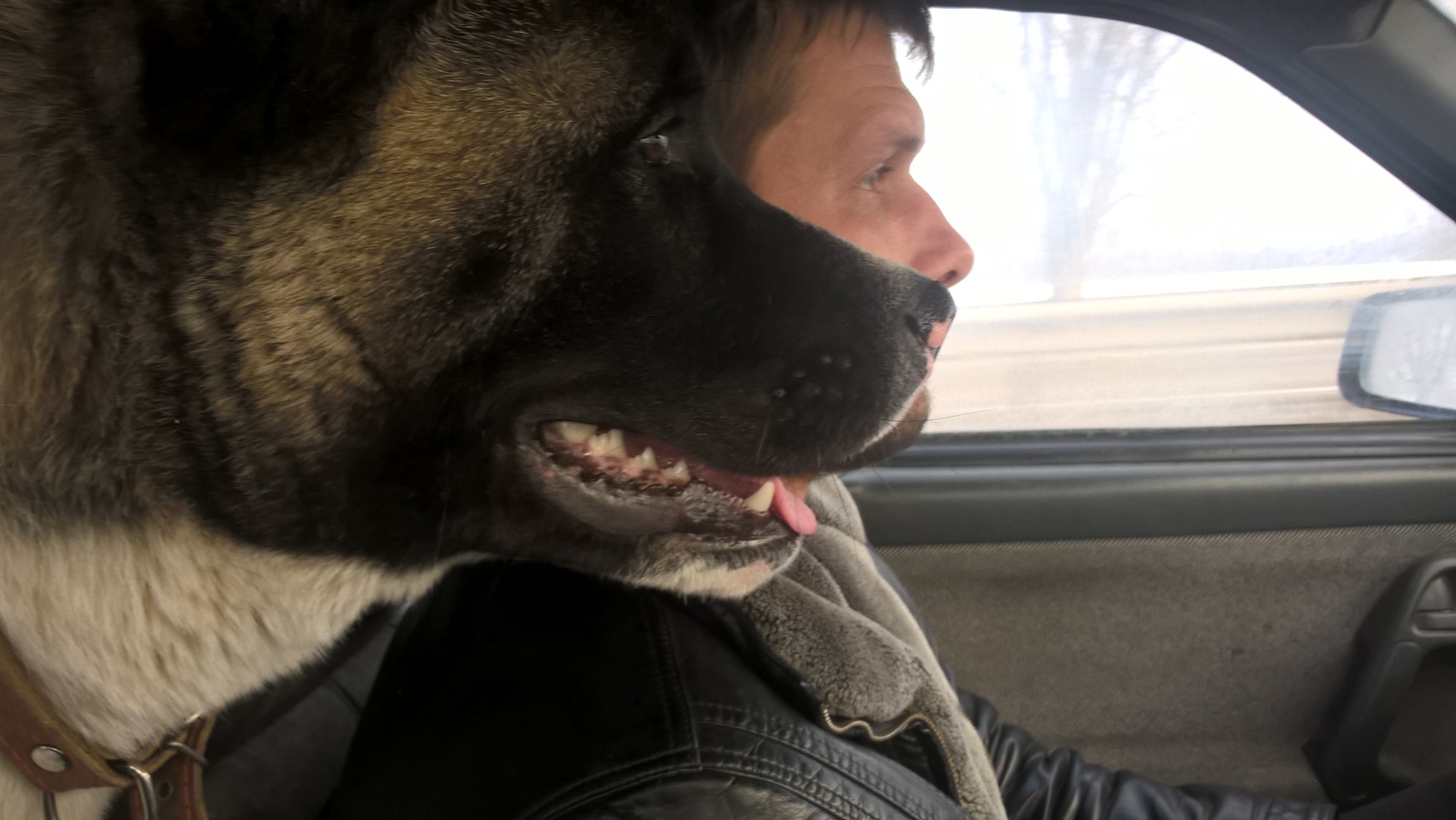 my favorite boys - My, Dog, Road, American Akita