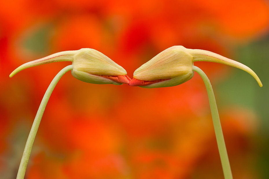 Kiss - Flowers, Kiss, , Photo, The photo, Nature