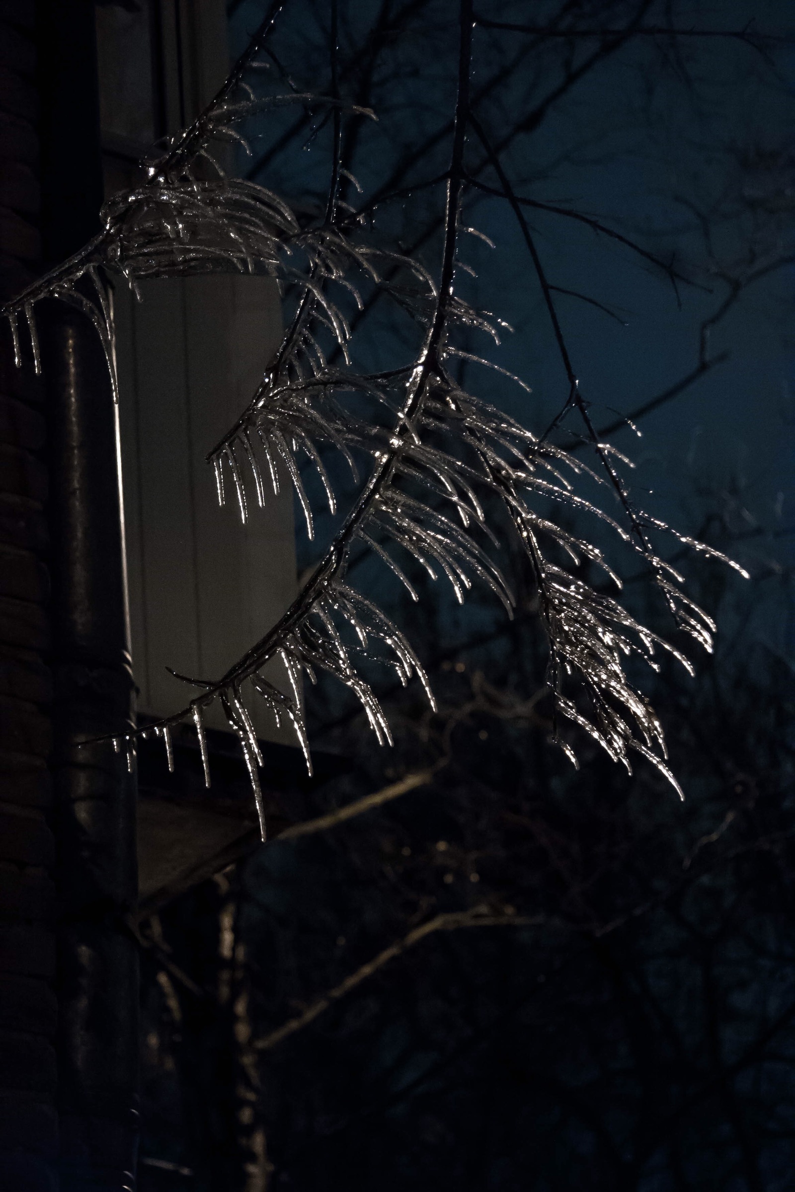 crystal branches - My, Rain, The photo, Winter, Canon