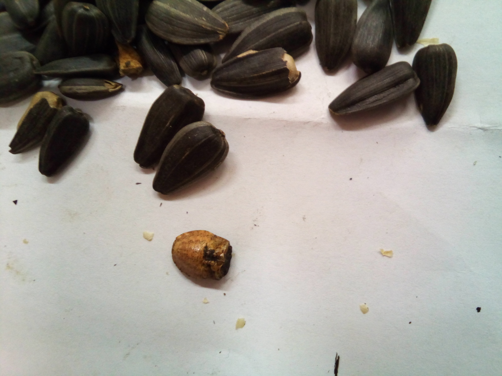 When you eat seeds without looking, and there is a surprise - My, Seeds, Жуки, Red price