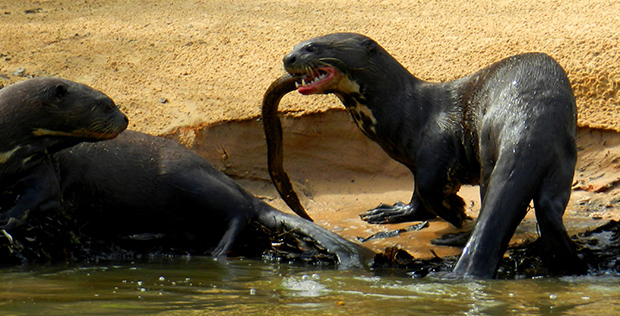 Mikhalych, why did you tear off the elephant's trunk?! - Otter, Otters, Milota