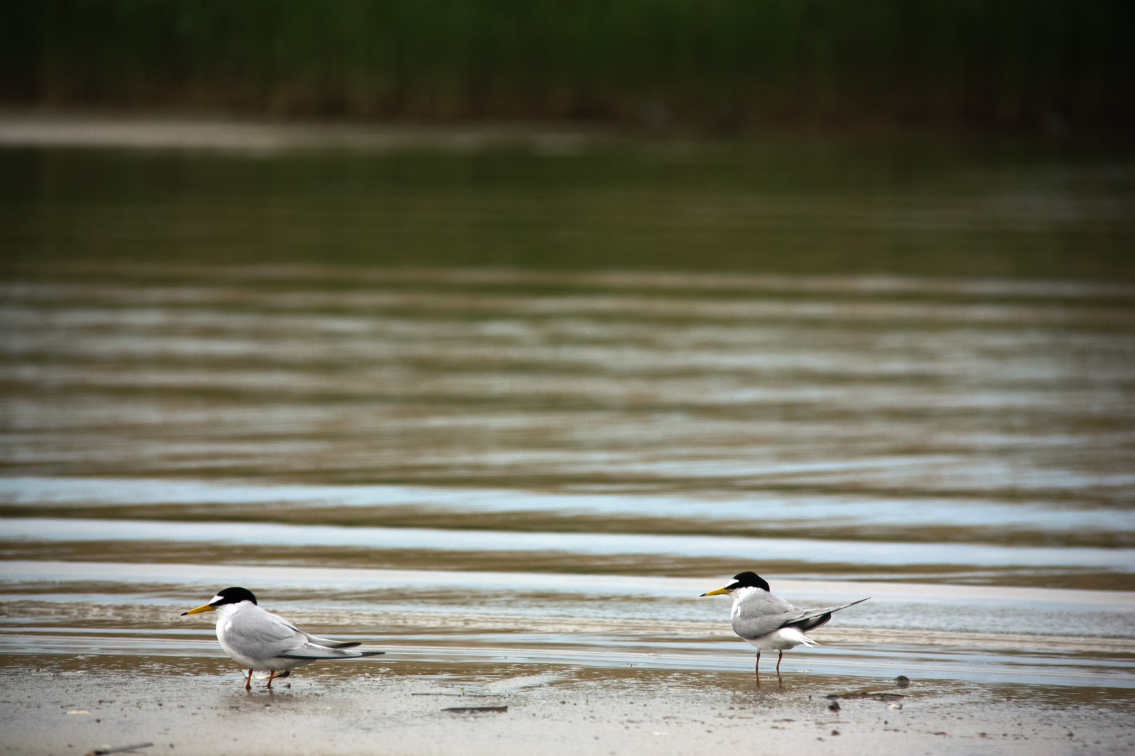 Birds of the Rostov region #1 - My, My, Nature, Birds, Photographer, Ornithology, Longpost