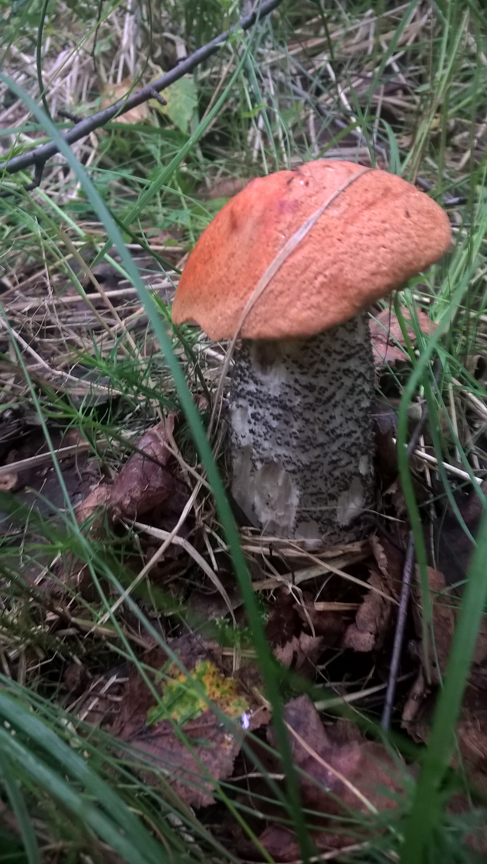 Just mushrooms this year) I like to collect more than I eat) - My, Nature, Mushrooms, Food, Longpost