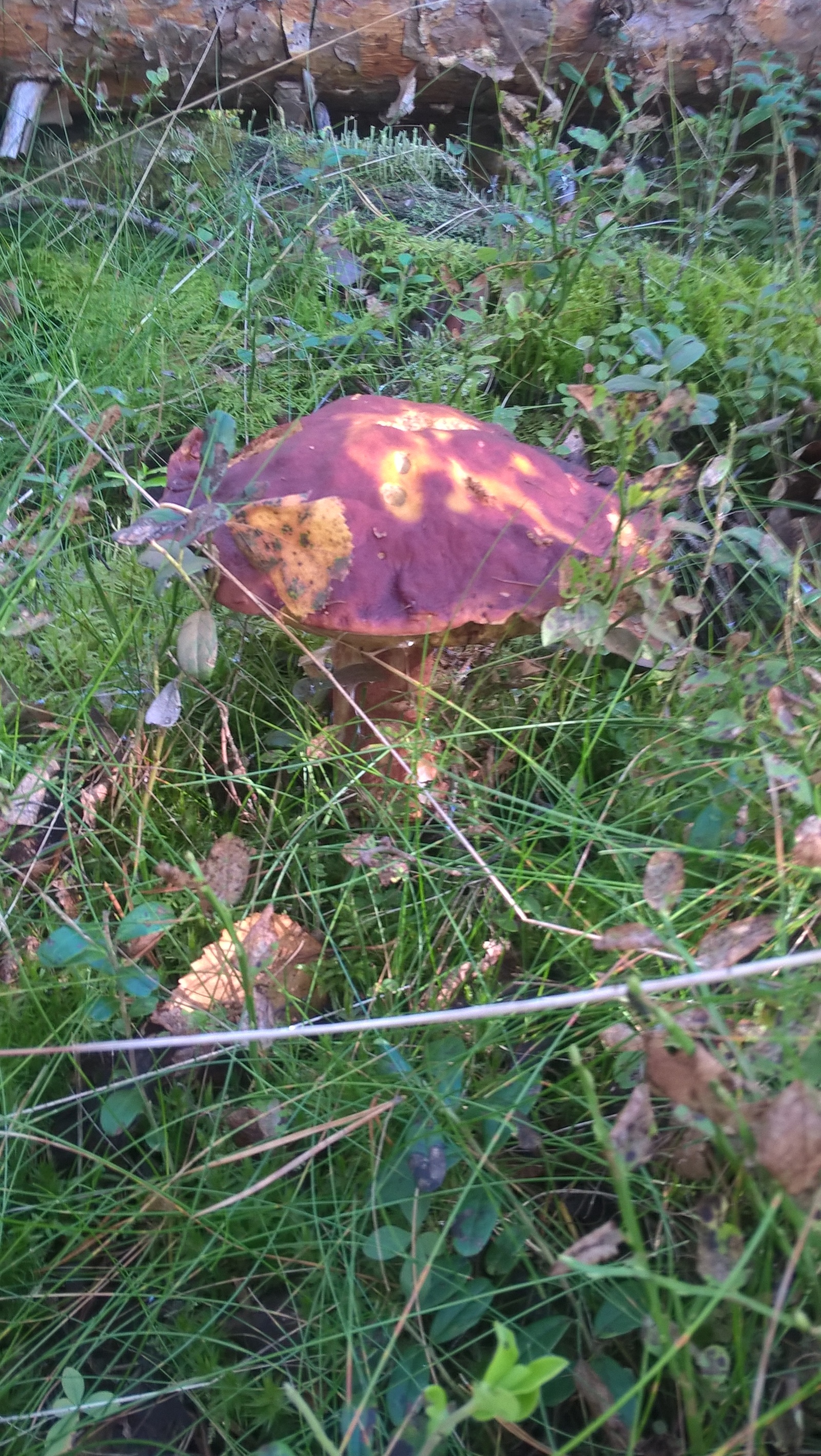 Just mushrooms this year) I like to collect more than I eat) - My, Nature, Mushrooms, Food, Longpost