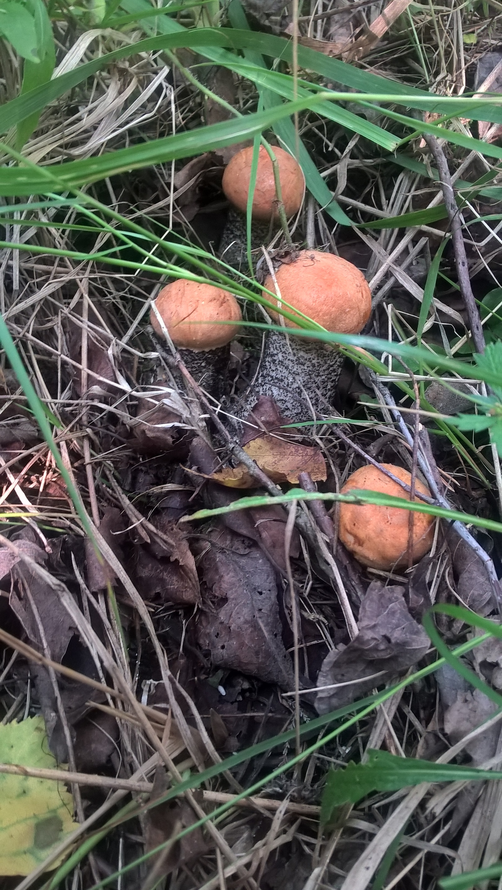 Just mushrooms this year) I like to collect more than I eat) - My, Nature, Mushrooms, Food, Longpost