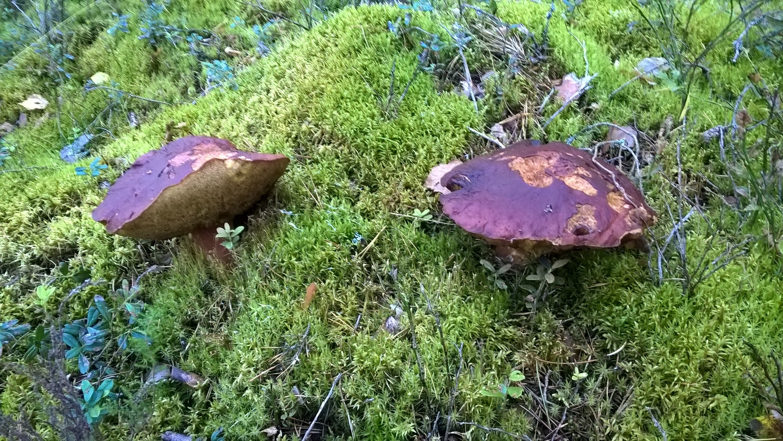 Just mushrooms this year) I like to collect more than I eat) - My, Nature, Mushrooms, Food, Longpost