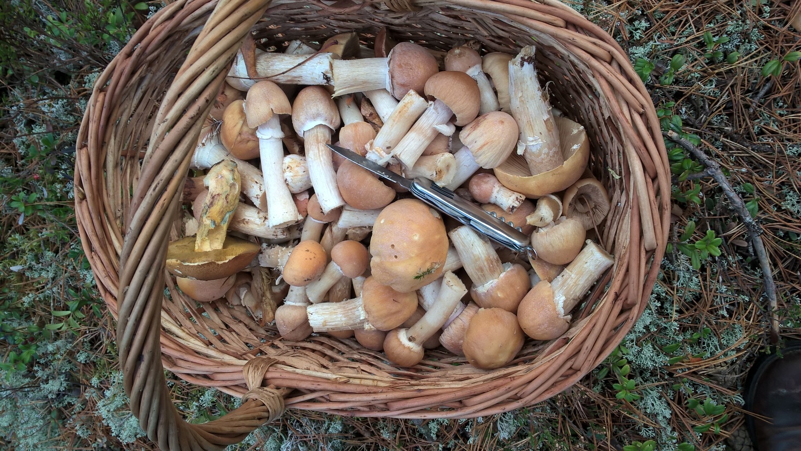 Just mushrooms this year) I like to collect more than I eat) - My, Nature, Mushrooms, Food, Longpost