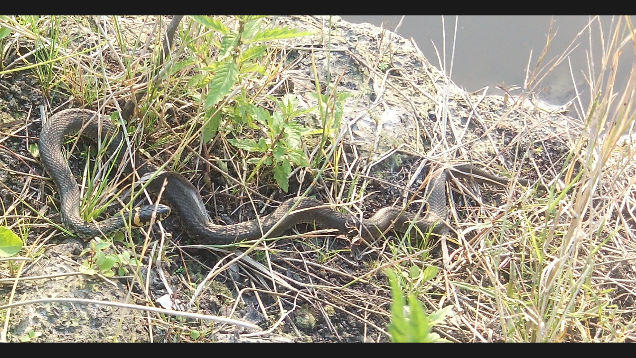 Neighbors are different... - My, Neighbours, Snake, Dacha