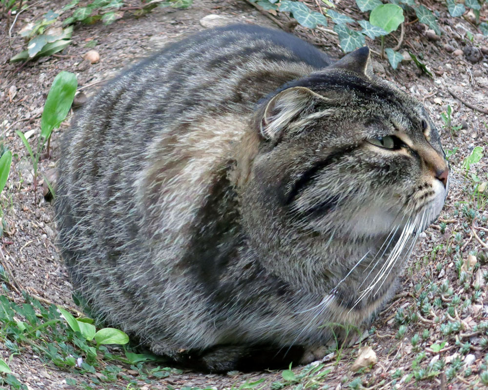 Шаровик - Моё, Кот, Фото