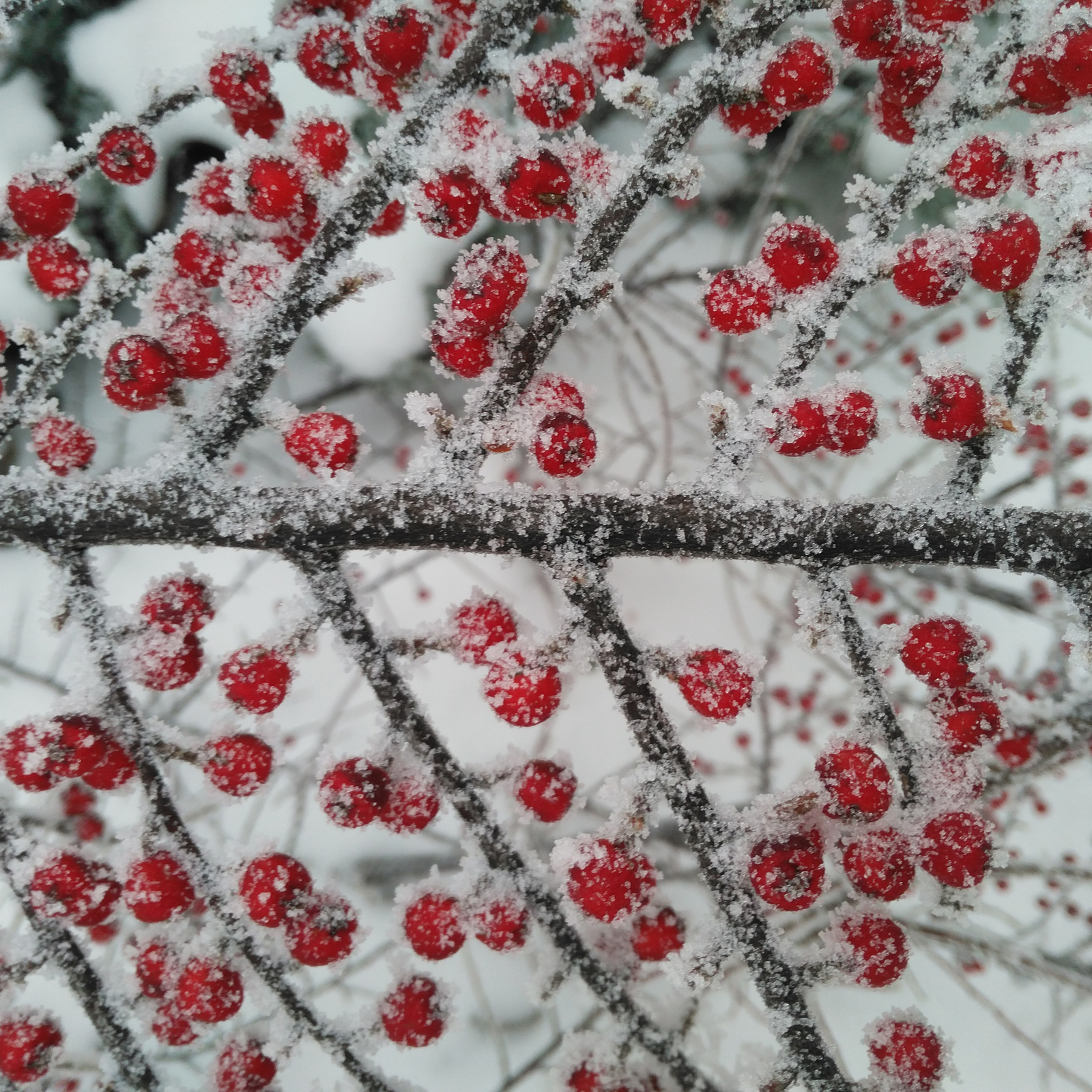 Cranberries in sugar - My, Winter, Frost, Photo, beauty, Nature, Longpost