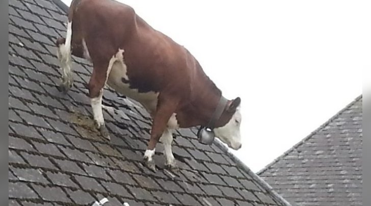 When the aliens returned the stolen cow, but made a mistake with the landing coordinates - How?, Animals, Suddenly