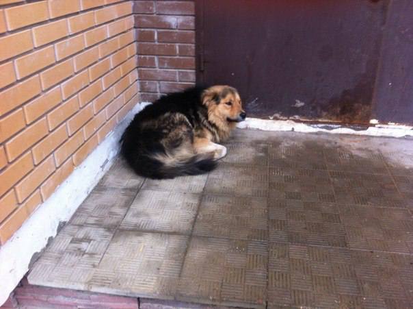 Found dog, looking for owner. - Dog, Lyubertsy District, Foundling, Moscow region, Help