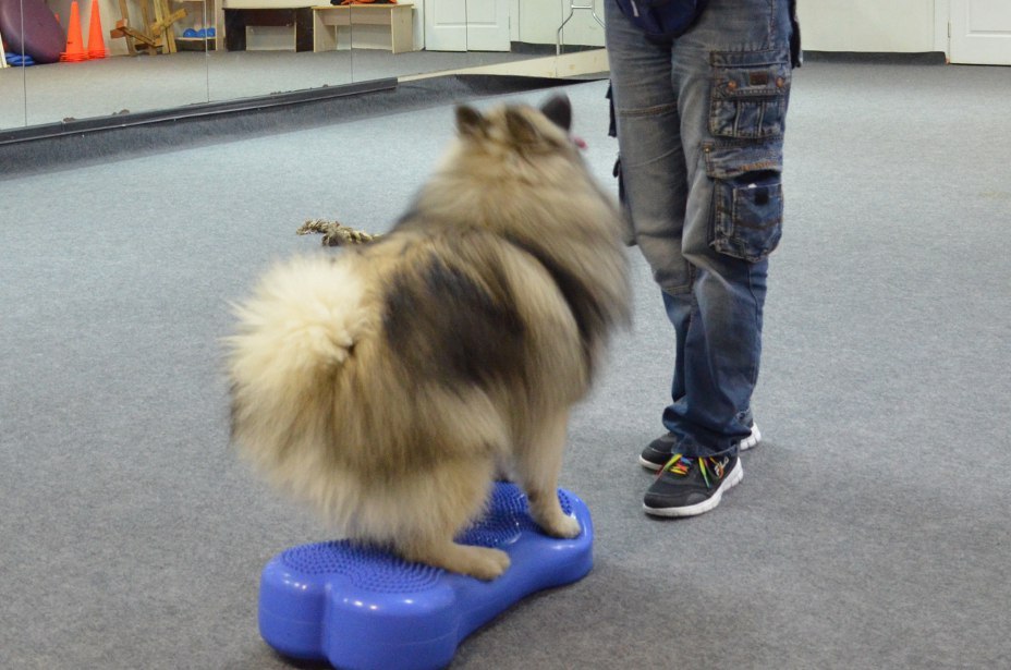 First workout in the gym - My, Frisbee, Dog Frisbee, Dog, Keeshond, , Training, Longpost