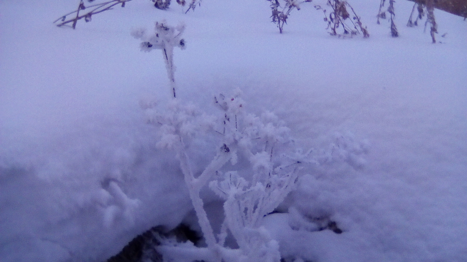 After the blizzard - My, Snow, Plants, Blizzard