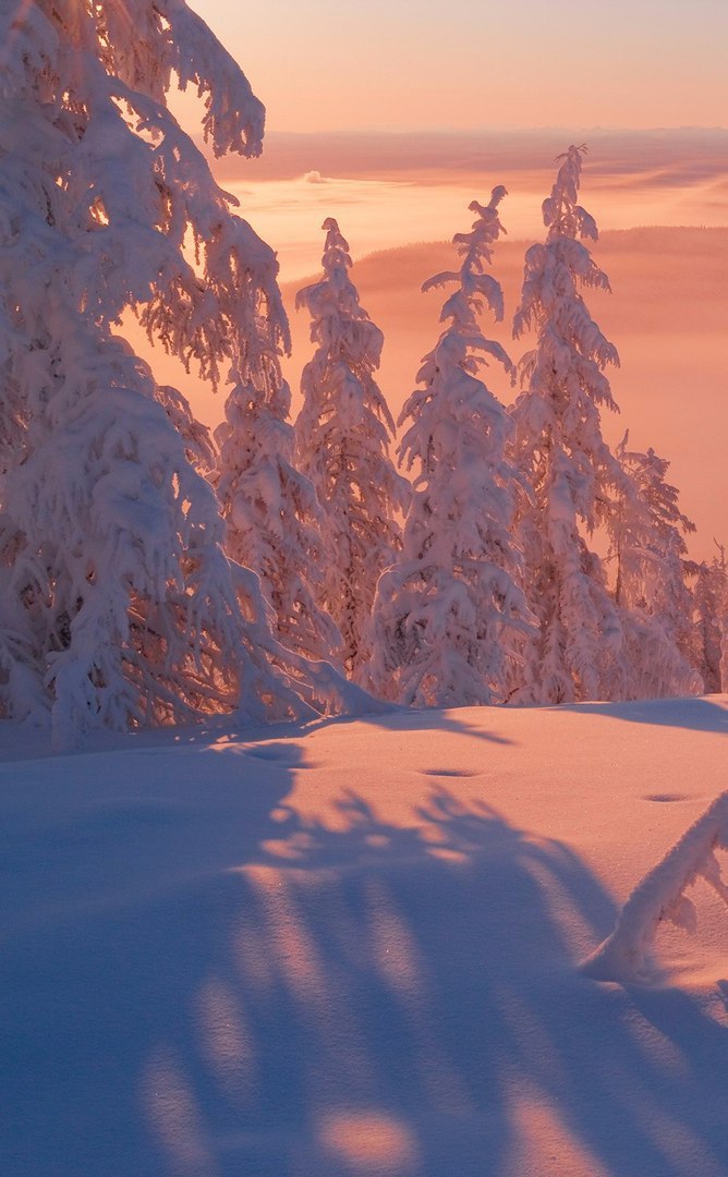 On the hills of Yakutia - Yakutia, Photo, Winter, Forest, Longpost