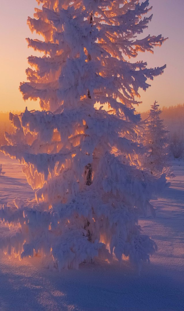 On the hills of Yakutia - Yakutia, Photo, Winter, Forest, Longpost