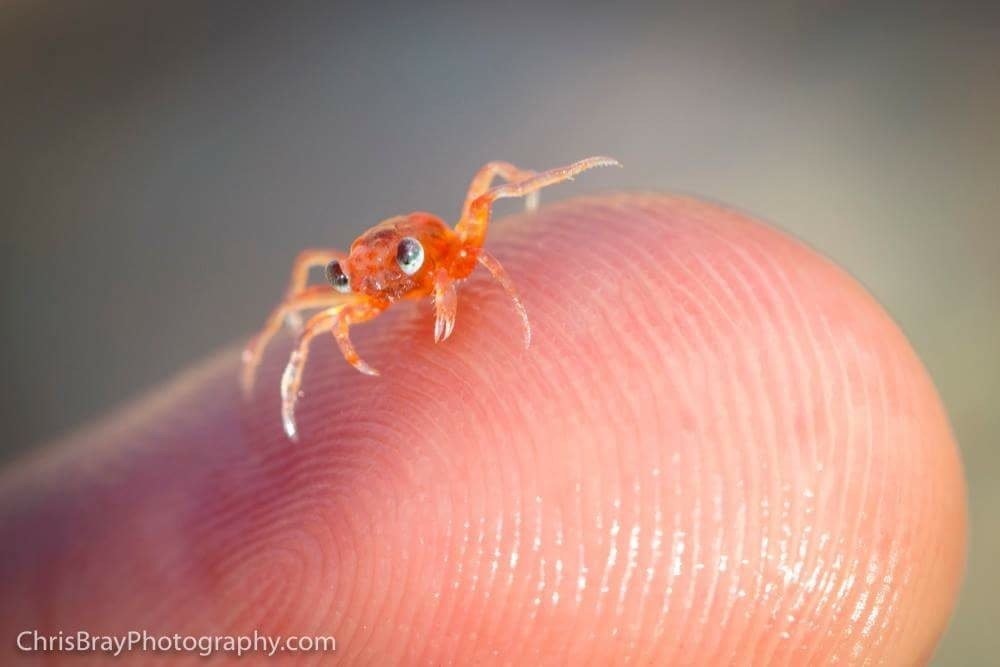 Incredibly photogenic crab - Crab, Photo