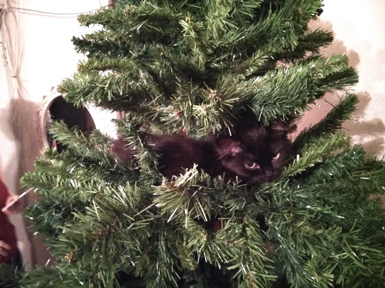 The kitten was searched for 2 hours. Found sleeping on a tree. - My, cat, Christmas trees, Awakening, Discontent