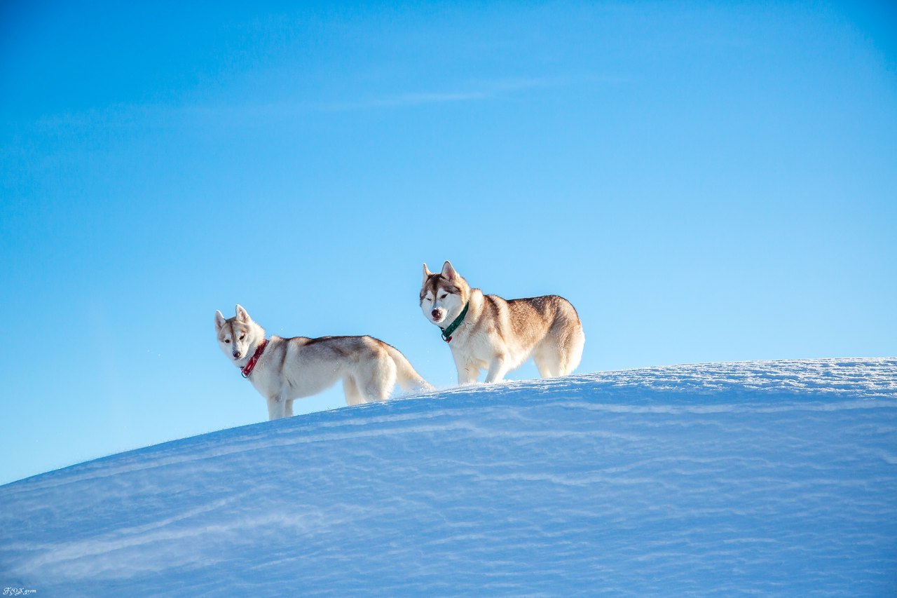 Frost and sun - Photo, Husky, Dog, Snow, Winter, Longpost