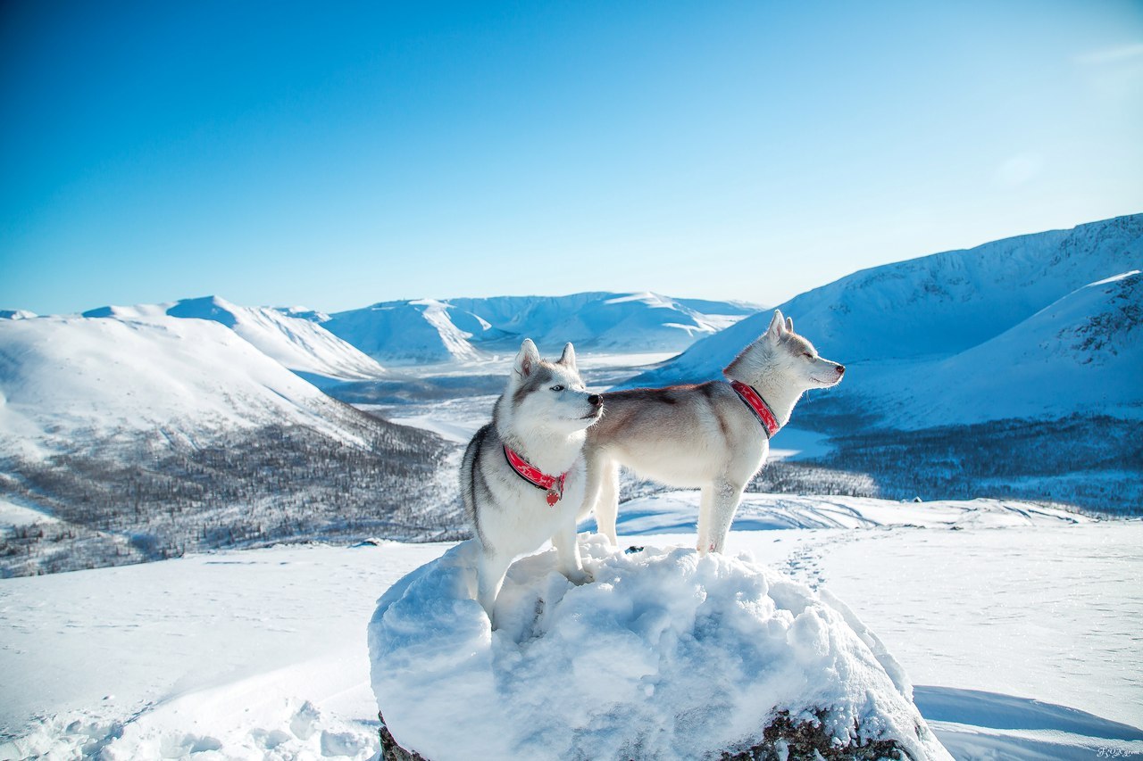 Frost and sun - Photo, Husky, Dog, Snow, Winter, Longpost