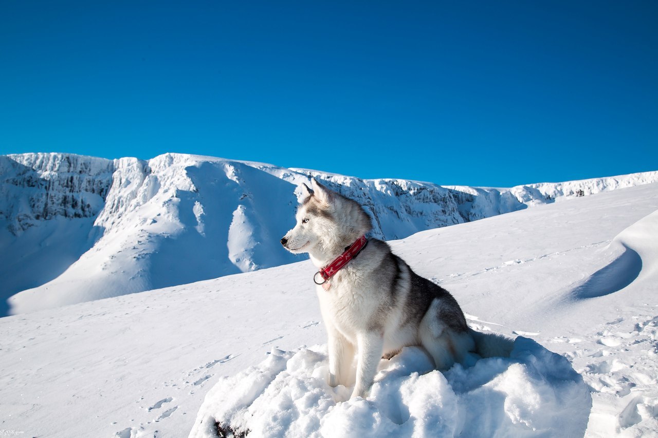 Frost and sun - Photo, Husky, Dog, Snow, Winter, Longpost