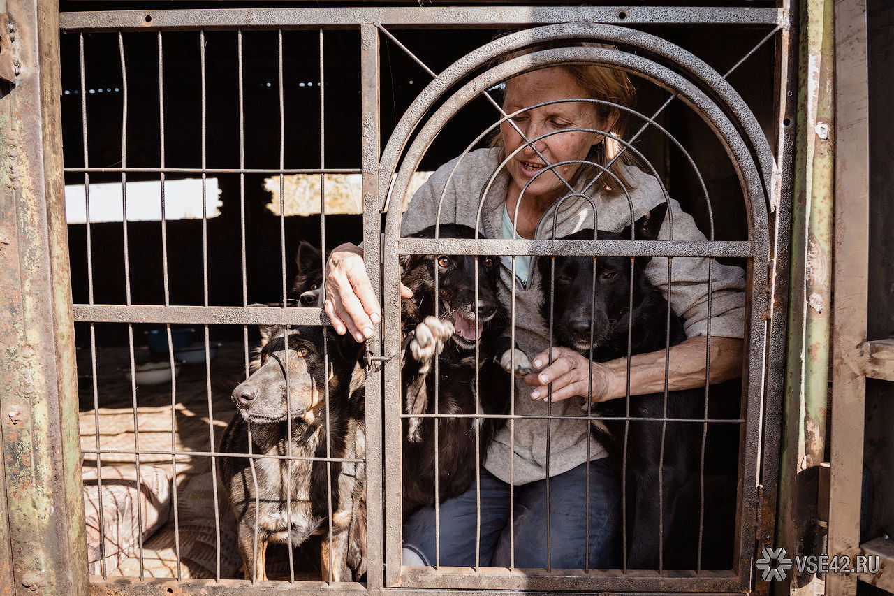 Ludmila, thank you! - My, Kemerovo, Animals, Woman of the Year, Loyal, Longpost, Loyalty