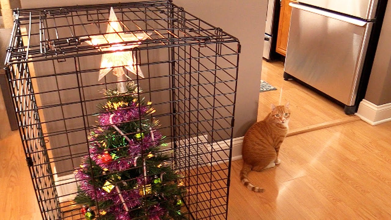 Looks like someone is not trusted here [2] - cat, Christmas trees, Cell, Stars, New Year, Confidence, Star