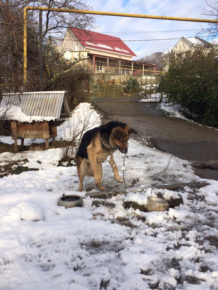 Decided to play snowballs with the dog. - My, Dog, Snowballs, , Winter, Longpost