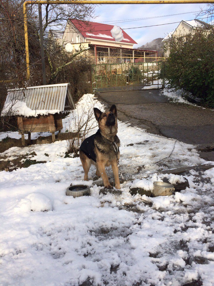 Decided to play snowballs with the dog. - My, Dog, Snowballs, , Winter, Longpost