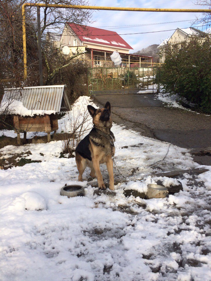 Decided to play snowballs with the dog. - My, Dog, Snowballs, , Winter, Longpost